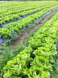 Lechuga española 1 Unidad