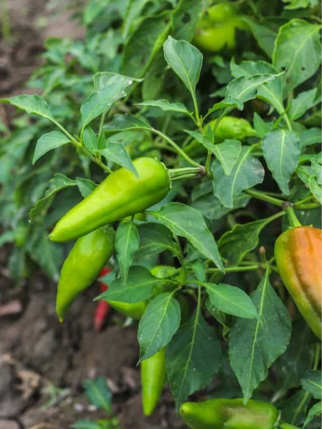 Ají verde 250g