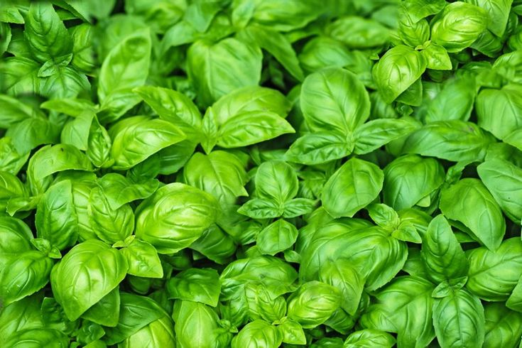 Albahaca 1 Unidad