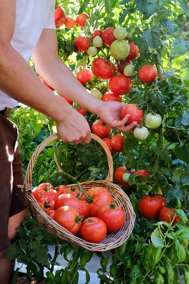 Tomate de campo 1Kg