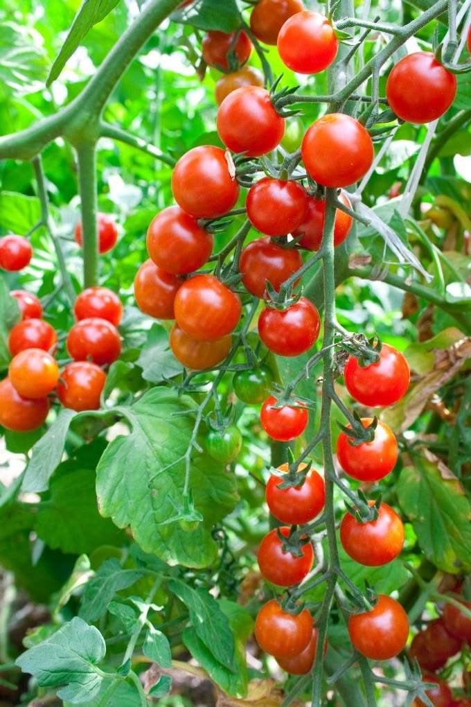Tomate cherry 500G