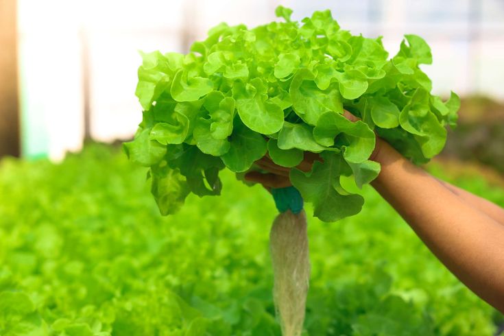 Lechuga hidropónica 1 Unidad