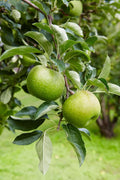 Manzana verde 1Kg