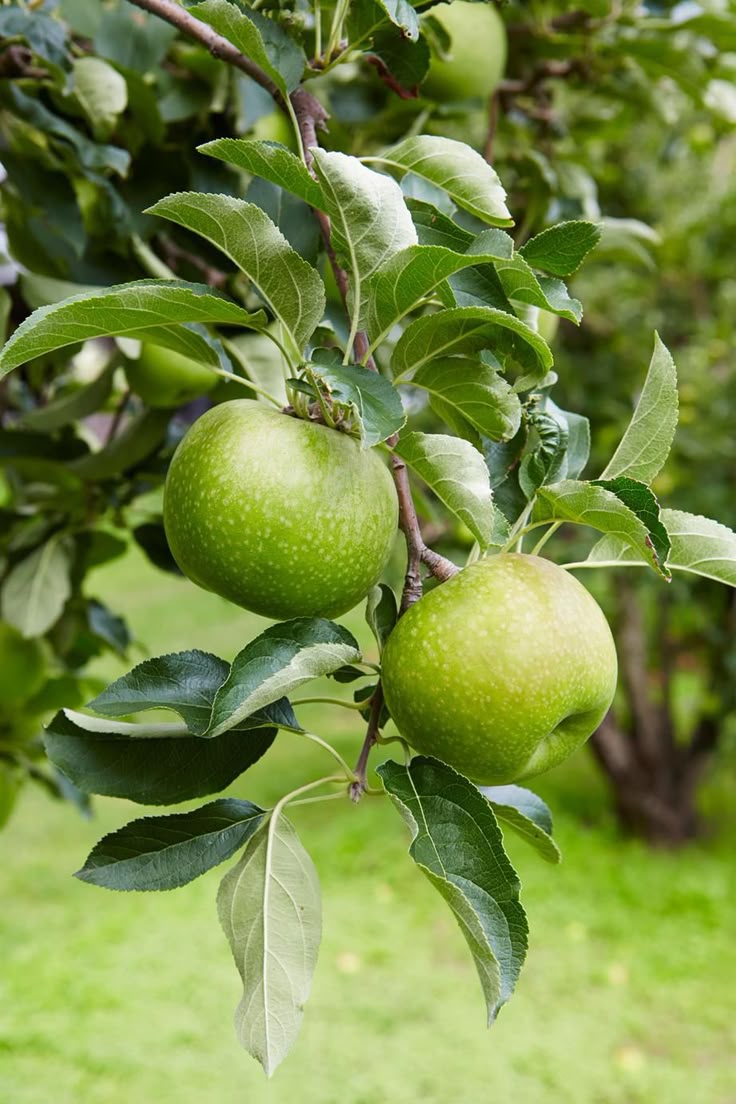 Manzana verde 1Kg