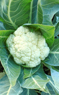 Coliflor 1 Unidad