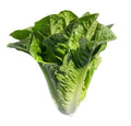 Lechuga costina 1 unidad