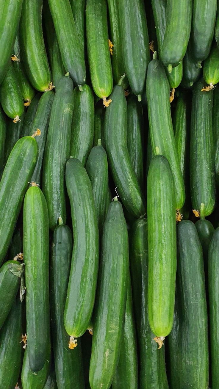 Pepino 1 Unidad