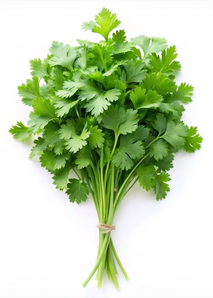 Cilantro 1 Unidad