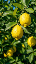 Limón 1Kg