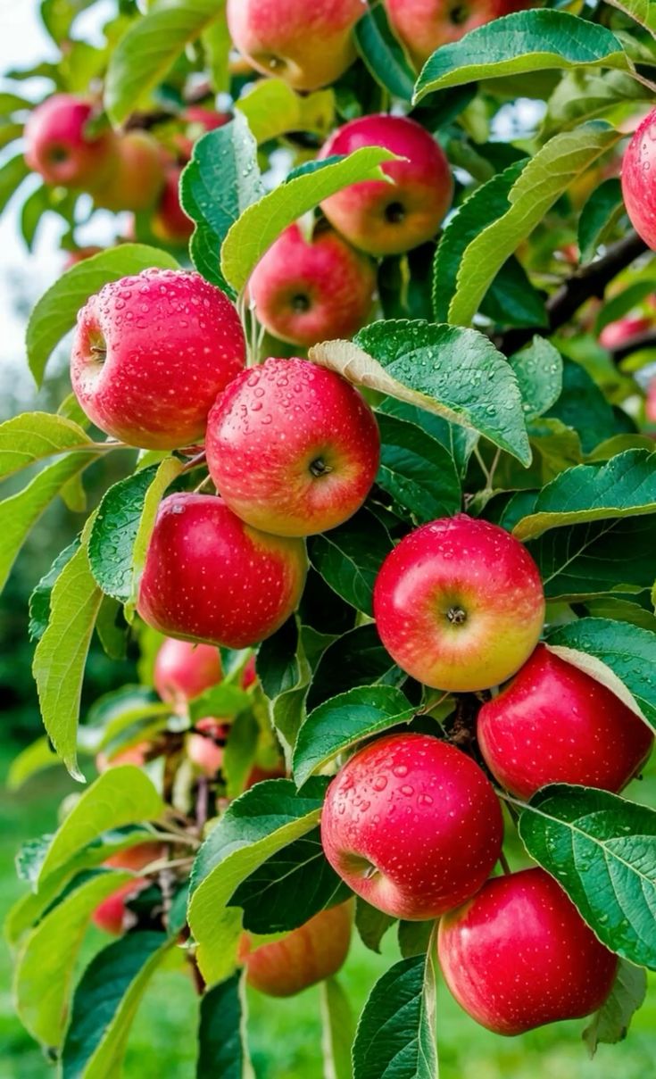Manzana Roja 1Kg