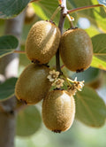 Kiwi 500G