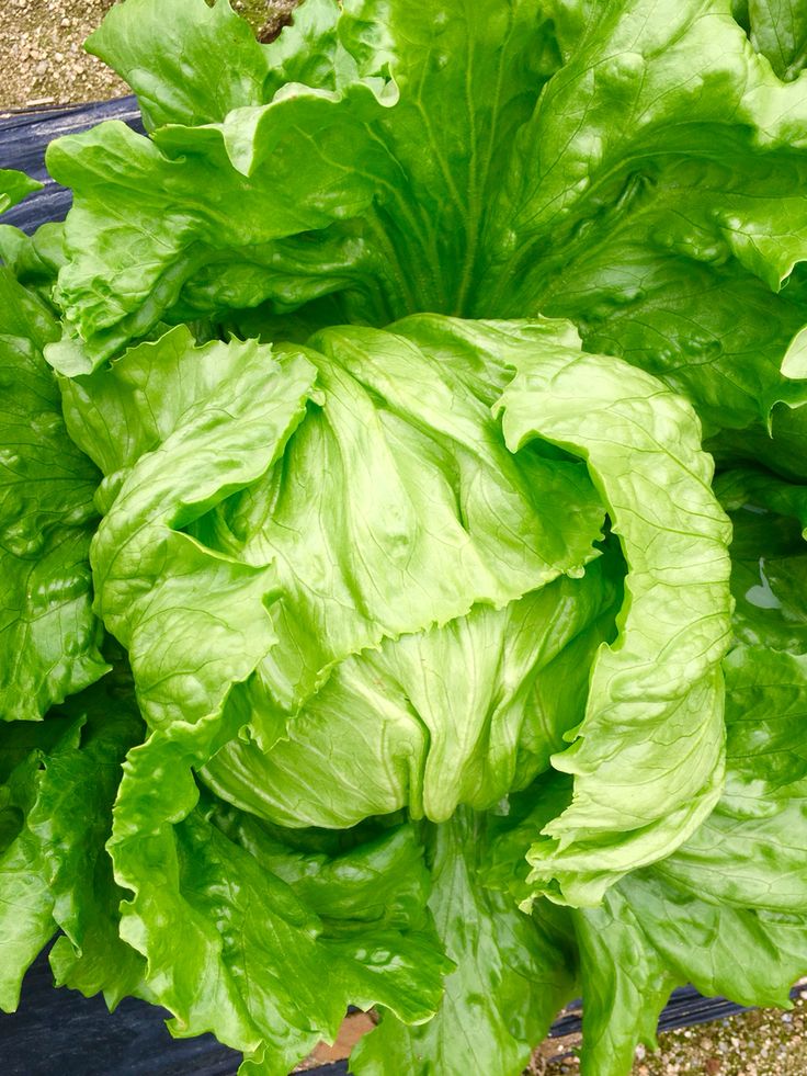 Lechuga escarola 1 Unidad